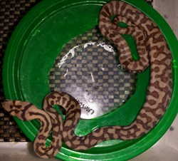 first meal
