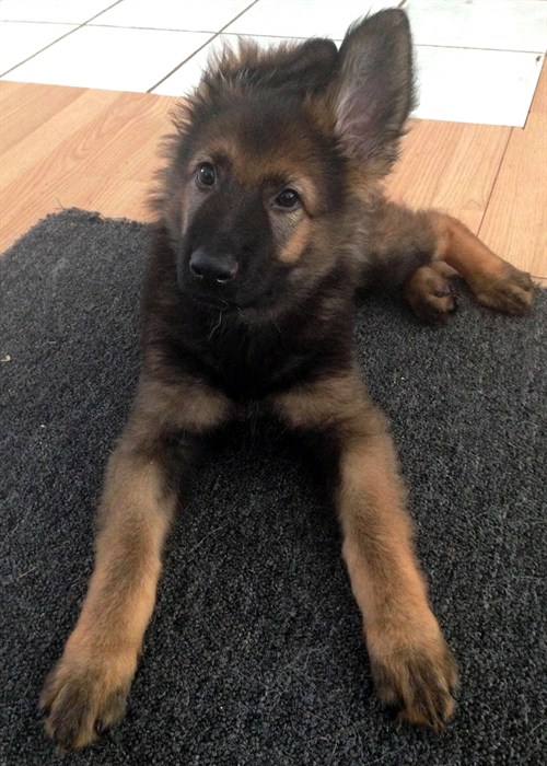 Long Coat Stock Coat German Shepherds Forum