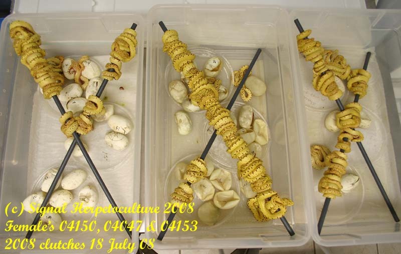 Signal Herpetoculture