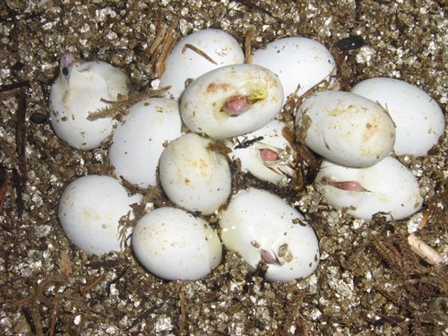 20978_93645_Large_Ti0OTB7uJZKN.jpg
