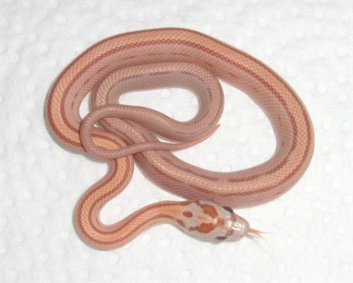 44782_94001_Large_0PrChoCpuZnobi.jpg