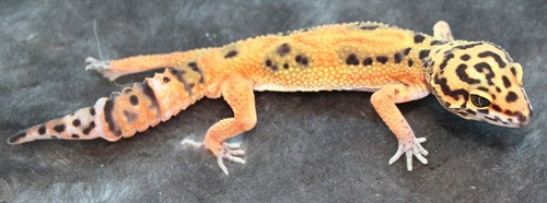 43660_128799_Large_k4EGJH6ClGHzA.jpg