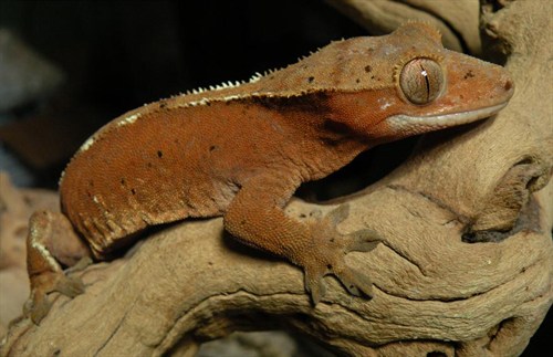 Gertrude