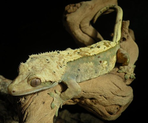 Helena