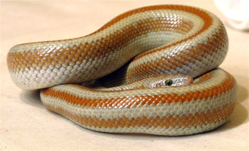 Good Guy Ryan Shatto Shatty - A...