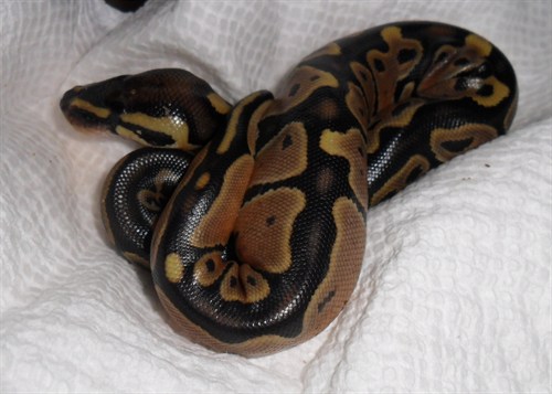 Pretty black back